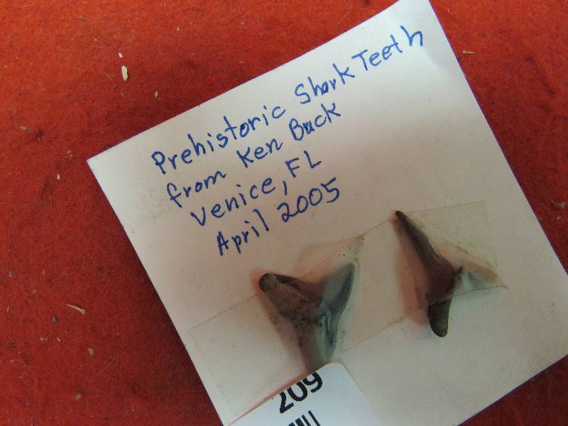 Prehistoric Shark Teeth