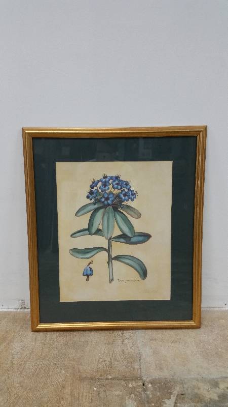 lot 18 image: Ledum Groenlandicum Flower Print - Signed & Framed - 24 x 28