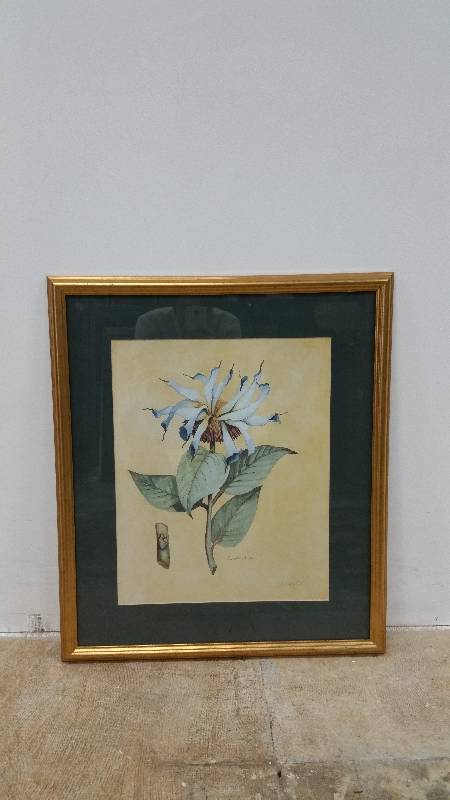 lot 19 image: Monarda Didyma Flower Print - Signed & Framed - 24 x 28