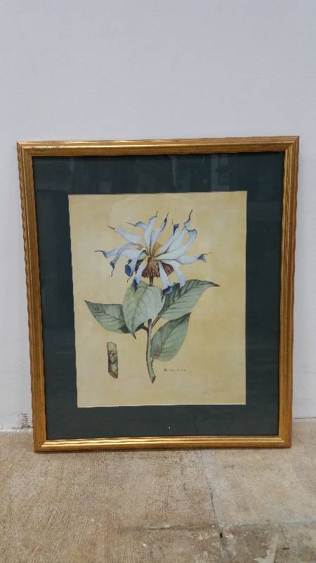 lot 20 image: Monarda Didyma Flower Print - Signed & Framed - 24 x 28