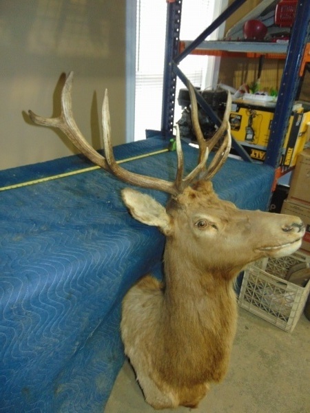 lot 90 image: Elk Head Mount