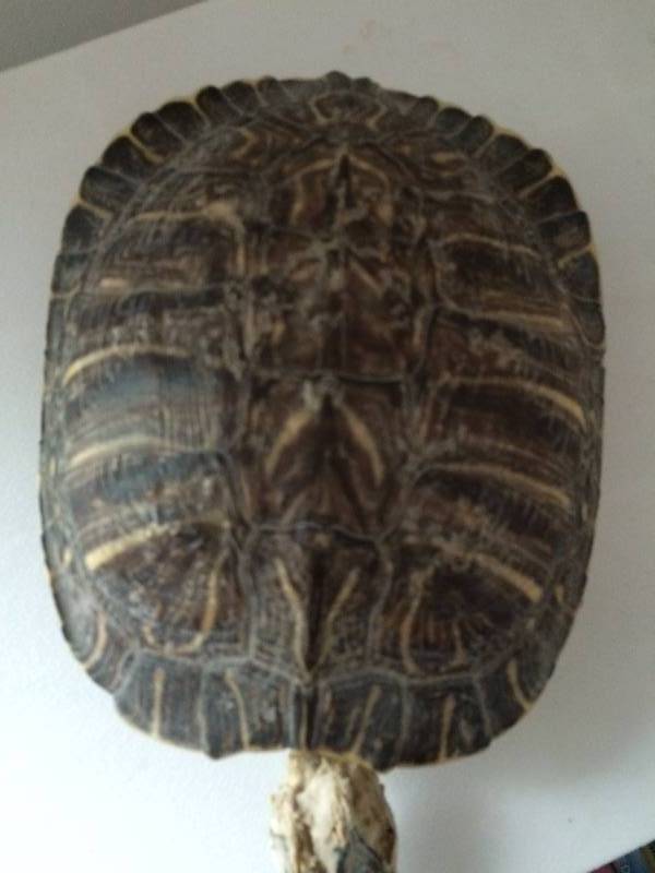 lot 162 image: Collectible Vintage Turtle Skeleton Shell Rare With Head Taxidermy Speciman