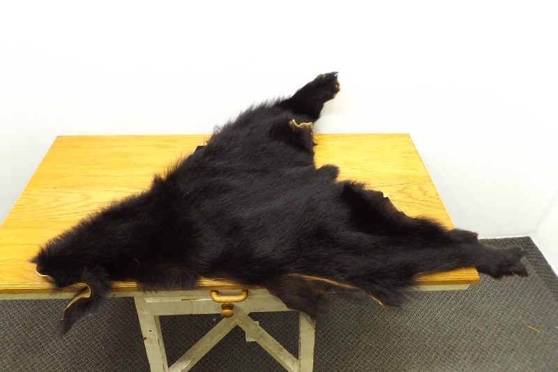lot 25 image: Authentic Bear Skin Pelt