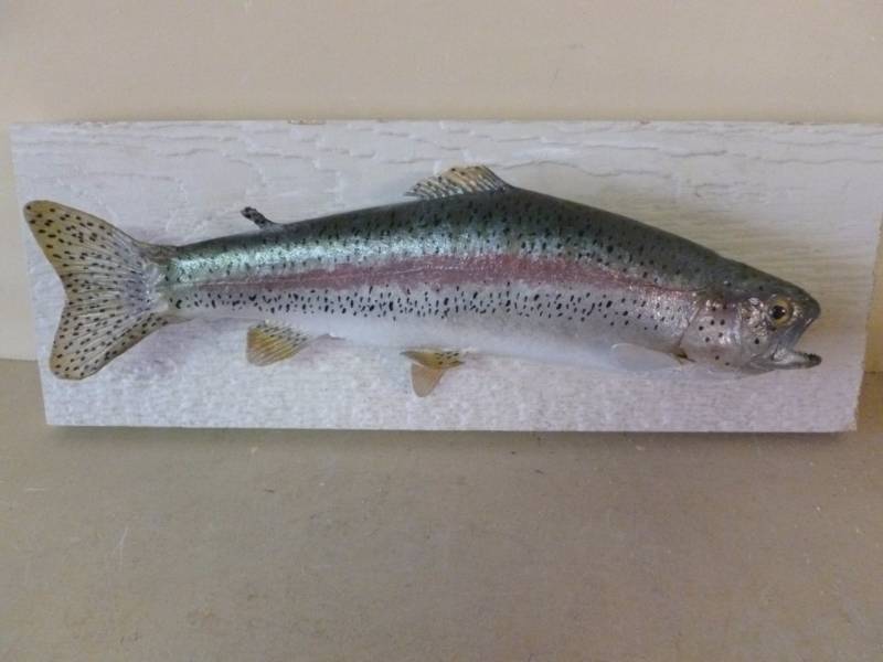 lot 151 image: Fish Mount
