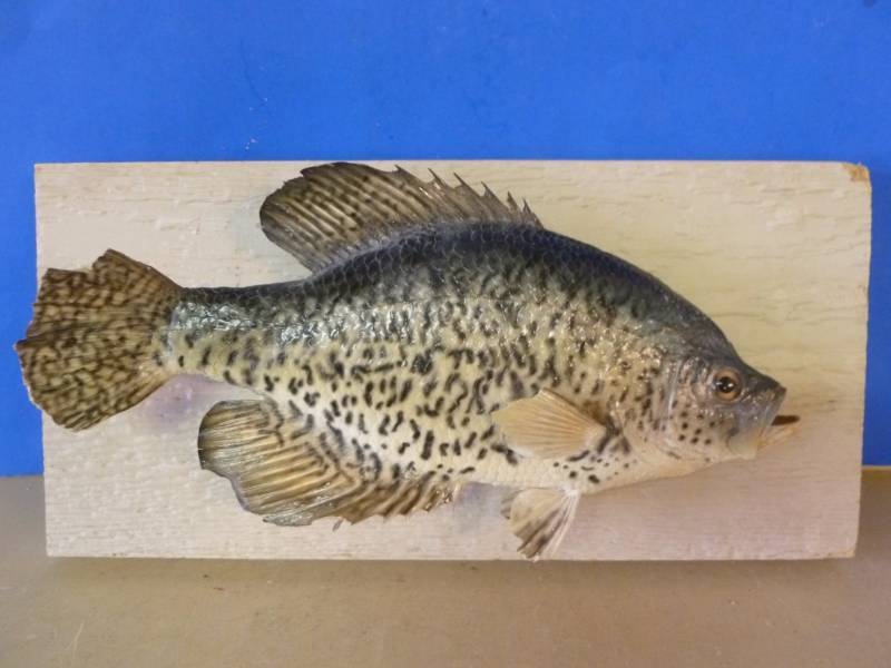 lot 152 image: Fish Mount