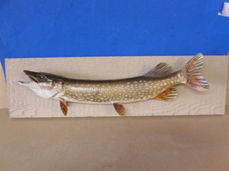 lot 153 image: Fish Mount