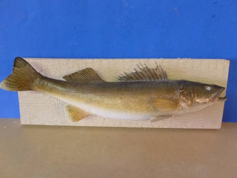 lot 154 image: Fish Mount