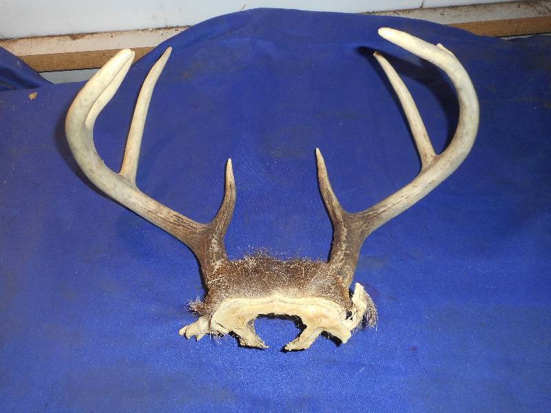 8 PT DEER RACK