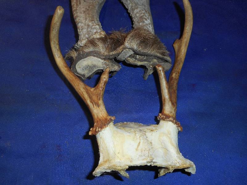 DEER RACKS