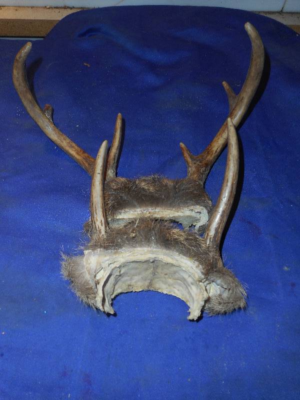 2 SETS DEER HORNS