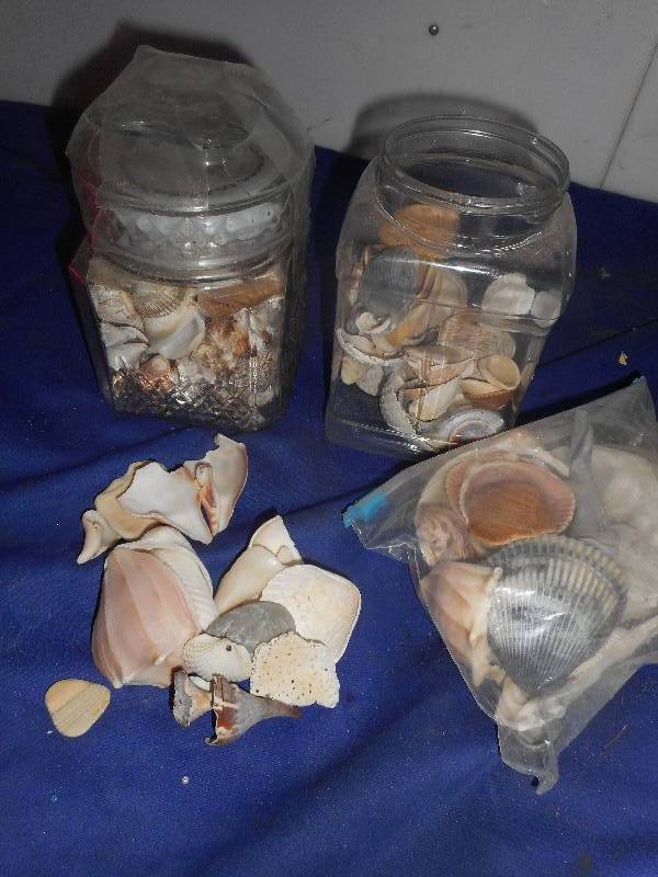 LOTS OF SEASHELLS
