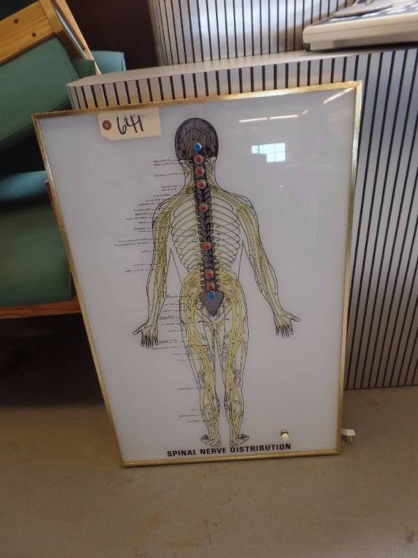 SPINAL NERVE DISTRIBUTION LIGHT BOX