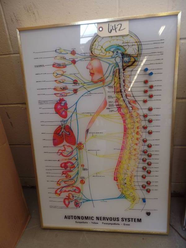 AUTONOMIC NERVOUS SYSTEM LIGHT BOX