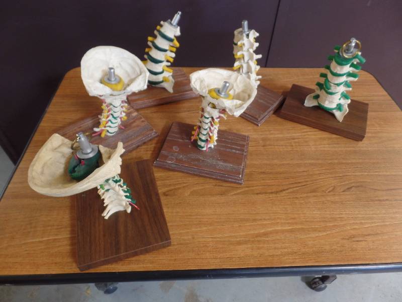 NECK AND SPINE MODELS
