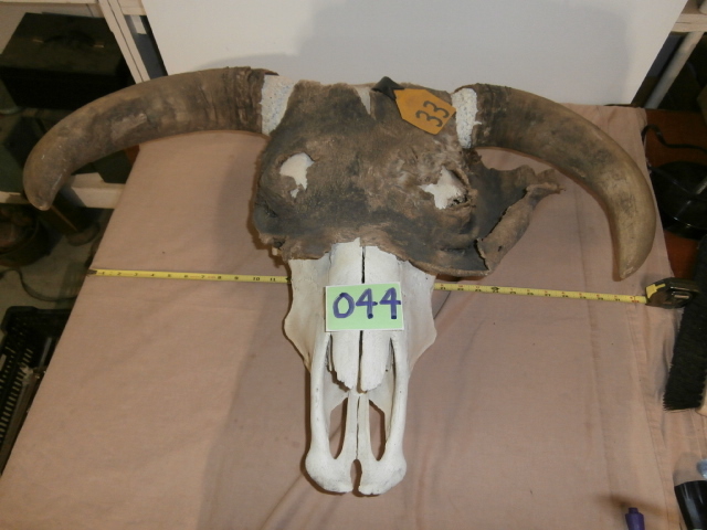 lot 44 image: HUGE Hereford Bull Skull & Horns