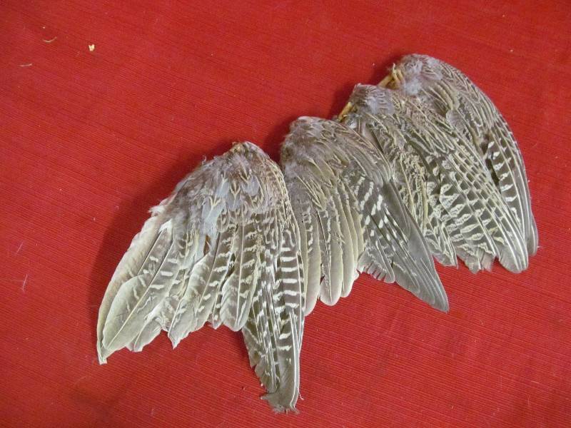 lot 117 image: dog training feathers