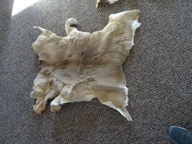 Deer hides, and Billy bass