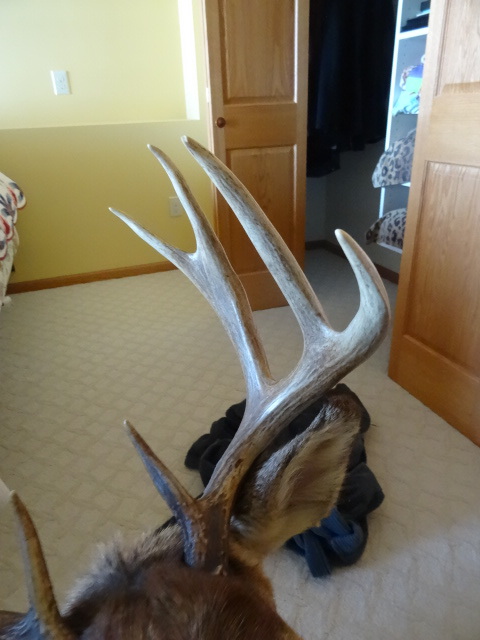 9 point shoulder mount