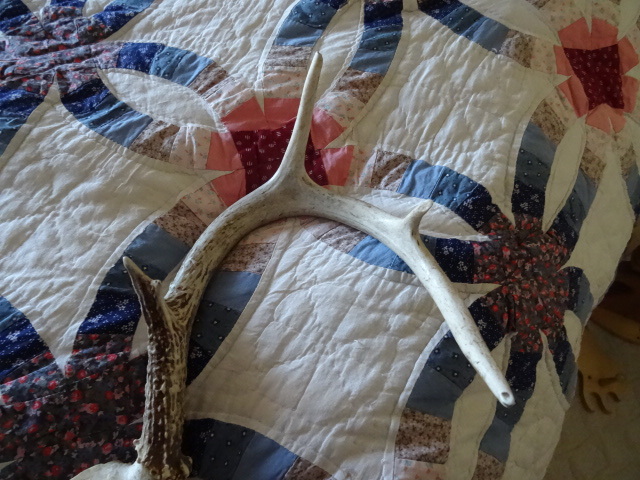 8 point deer antlers