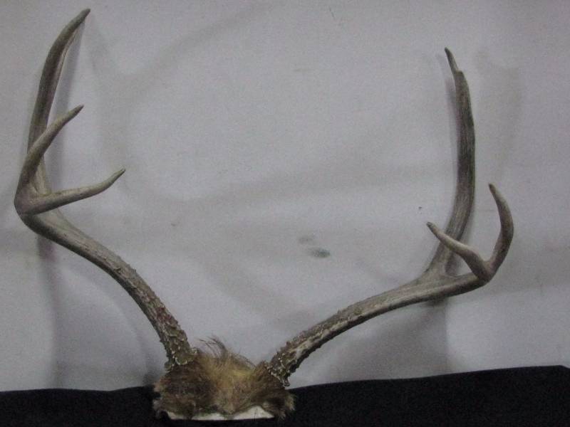 lot 14 image: Deer Antlers