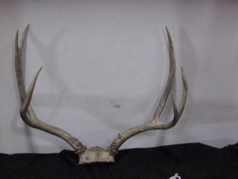 lot 15 image: Deer Antlers