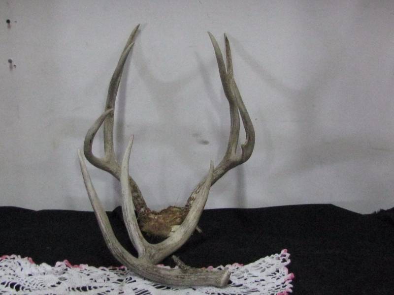lot 16 image: Deer Antlers