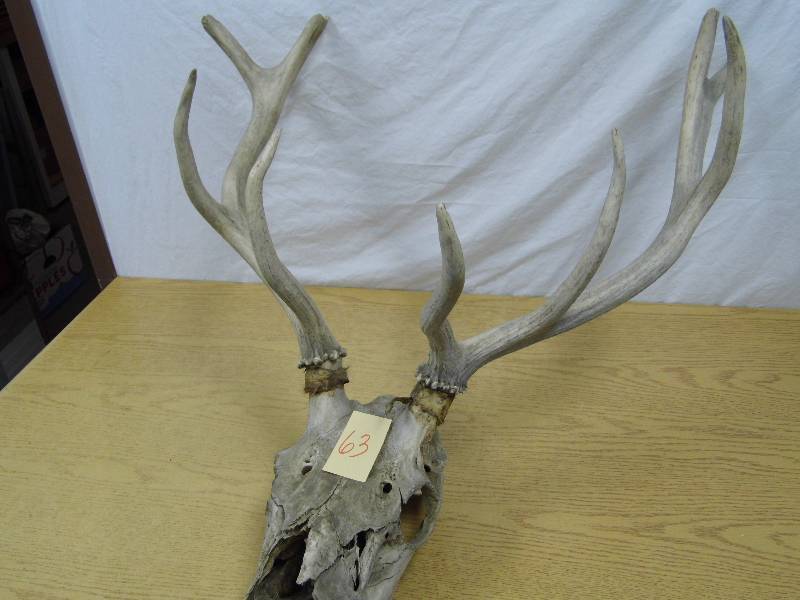 lot 63 image: Large Antlers