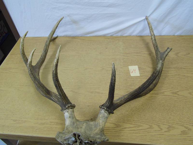 lot 64 image: Large Antlers