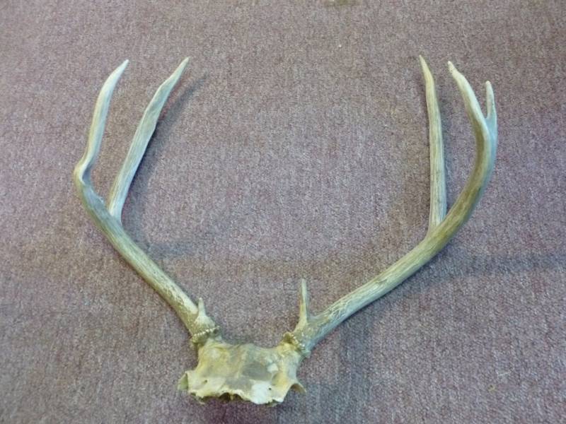 lot 156 image: Mule Deer Rack
