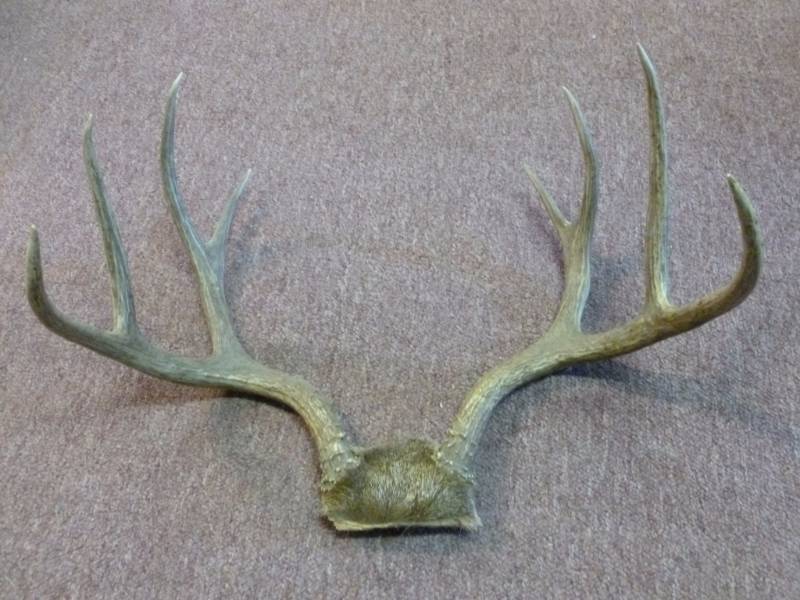 lot 157 image: Deer Rack