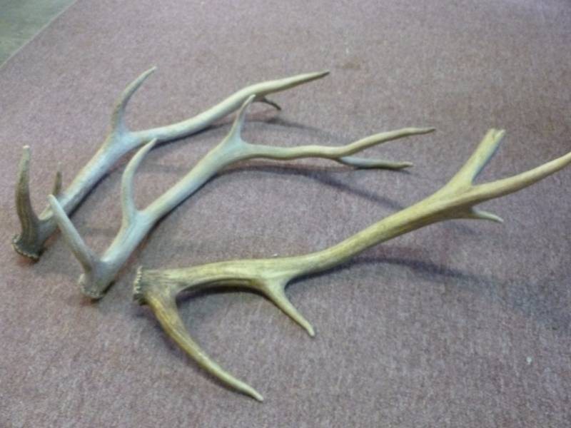 lot 158 image: Elk Antler Sheds
