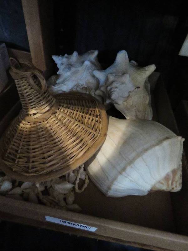 Collectible Shells