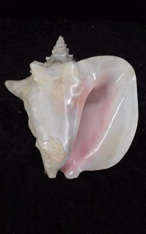 Large Conch Sea Shell