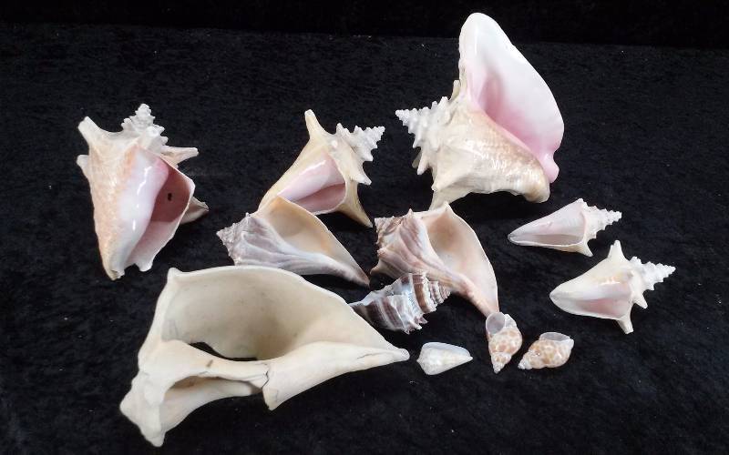 Lot - Misc Sea Shells