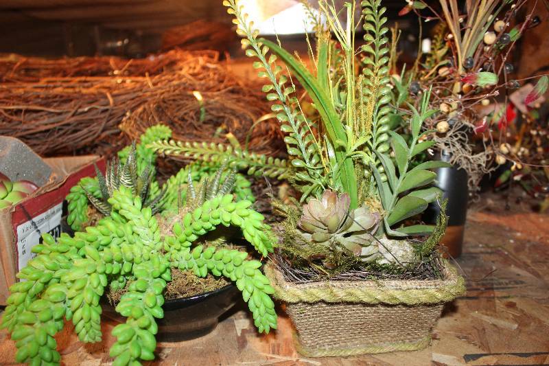 lot 909 image: Lot of (5) Cactus Floral Arrangment