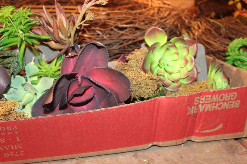 lot 908 image: Assorted Plastic Cactus Floral & Spanish Moss