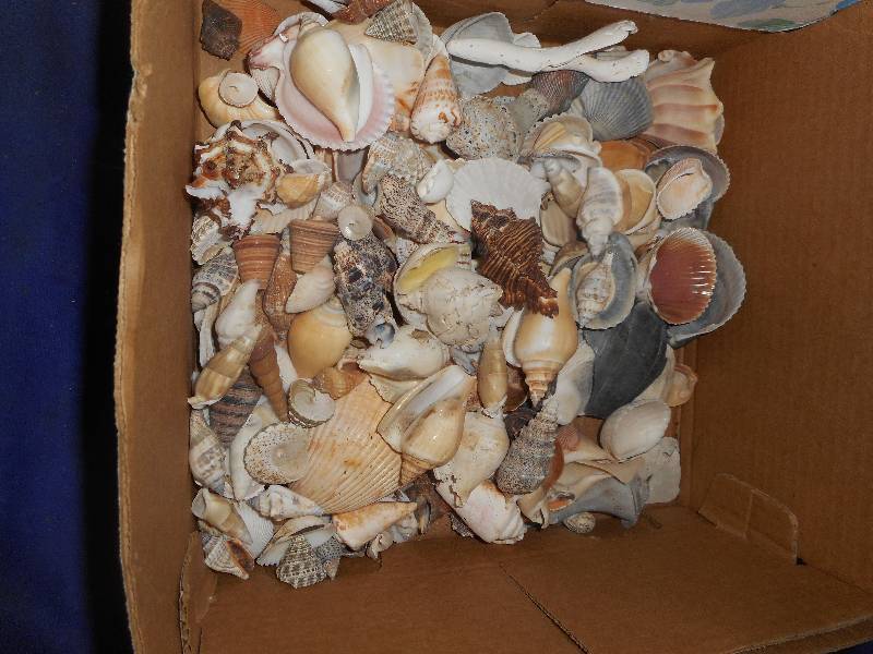 LOTS OF SEA SHELLS