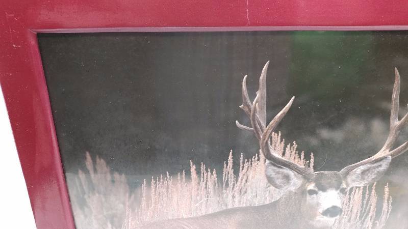 lot 65 image: Print of Mule Deer