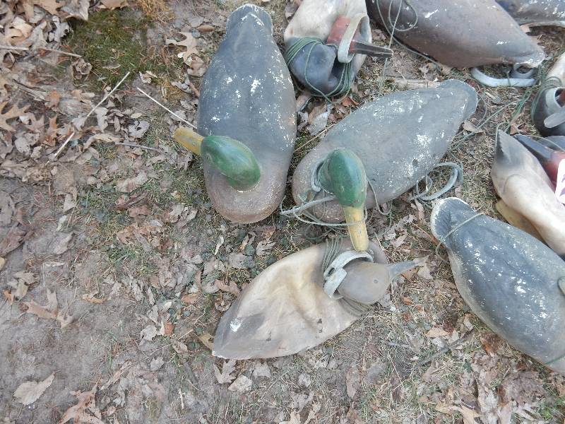 lot 244A image: Large lot of Plastic, Styrofoam Duck Decoys.. All have their weights