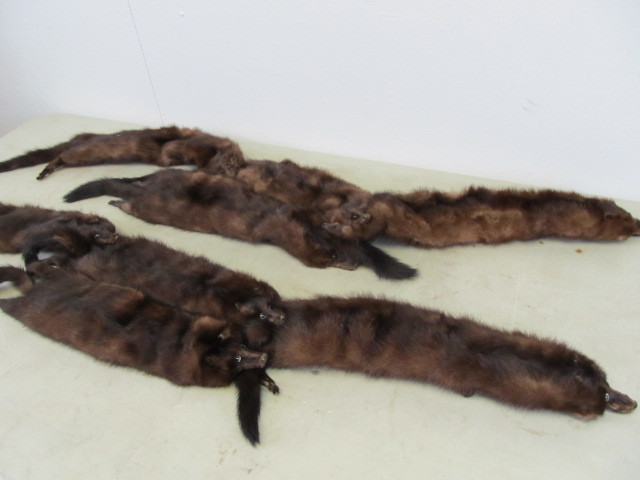 lot 23 image: Vintage 1950s Real Mink Stole