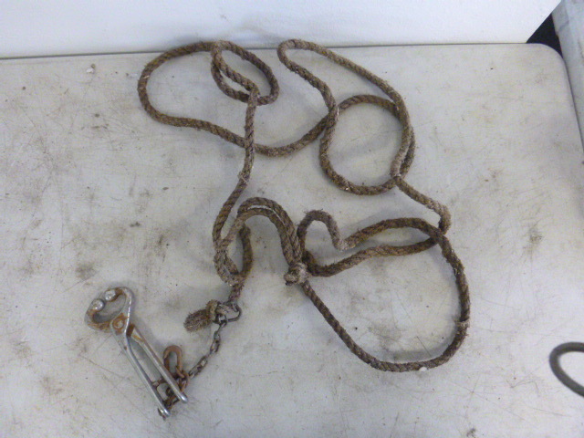 lot 143 image: Cattle Lead