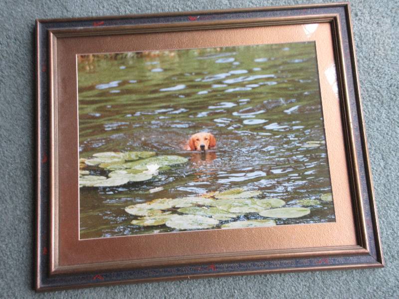 lot 171 image: GOLDEN RETRIEVER SWIMMING THE LAKE