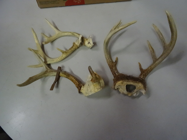 Misc deer antlers