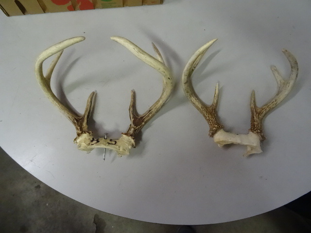 2 deer antlers