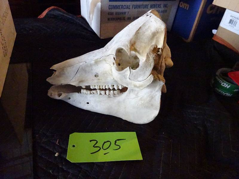 lot 305 image: Cool Skull