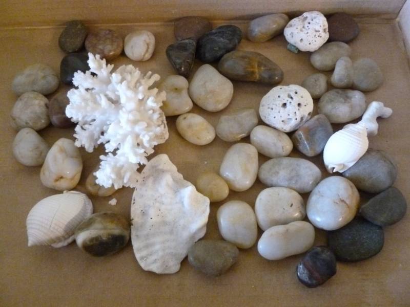 Seashells