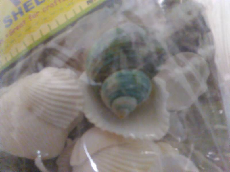 Sea Shells for crafters or dcor accent (10 pkgs.)