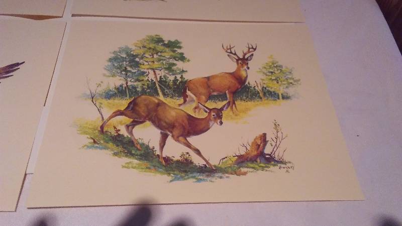 Wildlife Prints (4) By Fred Sweeney