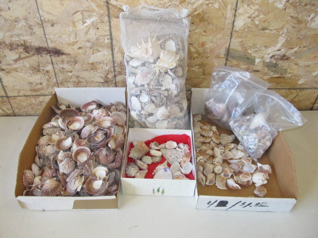 lot 109 image: Huge Lot of Seashells