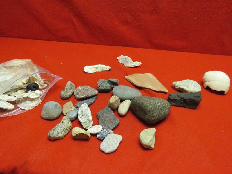 lot 113 image: Collectible Rocks and Shells